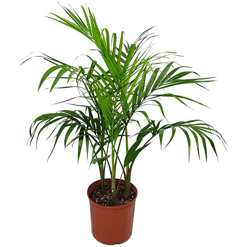 Majesty Palm in Nursery Pot