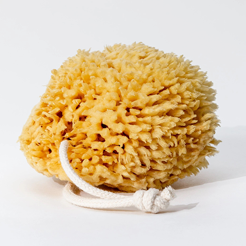 Sea Wool Sponge