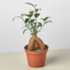 Ficus Ginseng Domino
