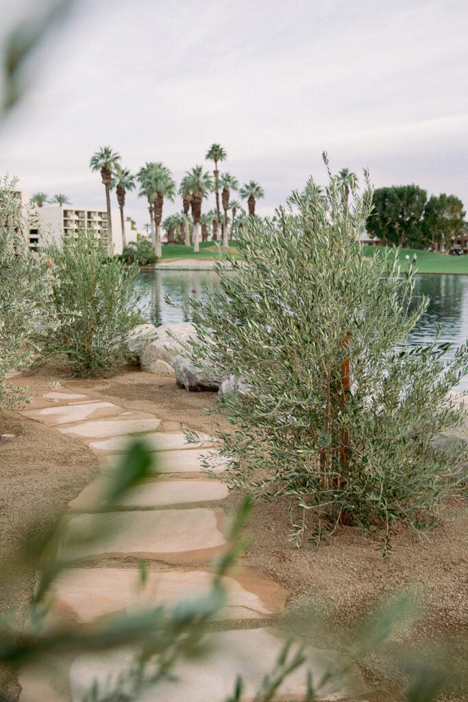 olive trees along stone path next to lake