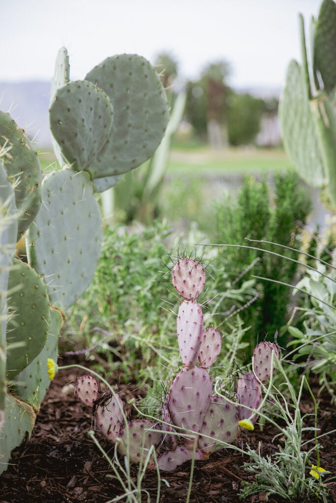 cacti and herbs
