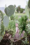 cacti and herbs