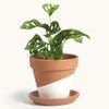 Philodendron Swiss Cheese Domino