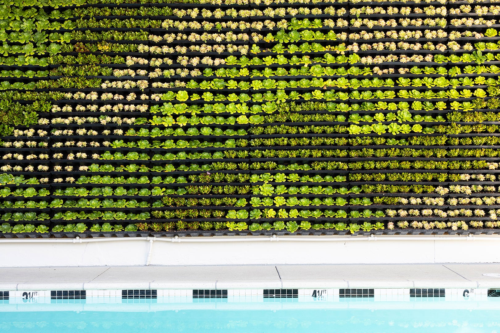 Wall of succulents next to the outdoor pool