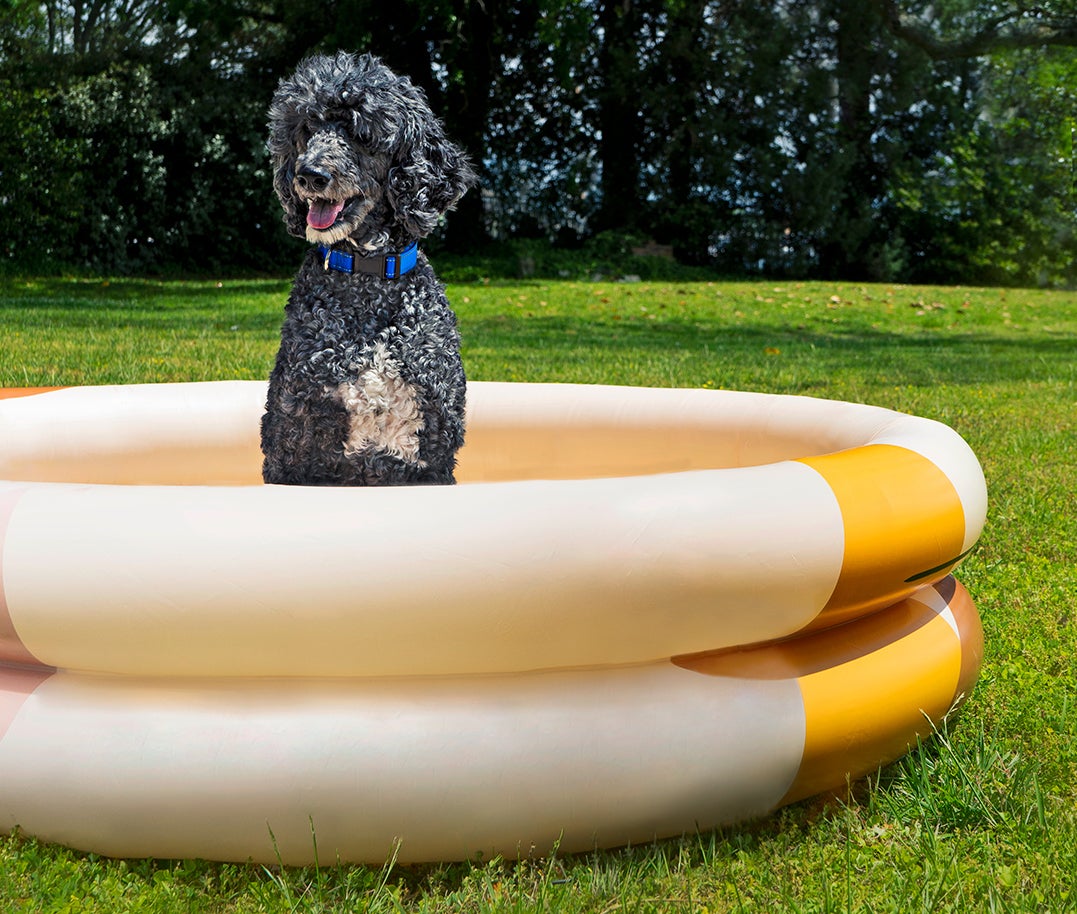 The Best Dog Pools Are as Stylish as Your Outdoor Furniture