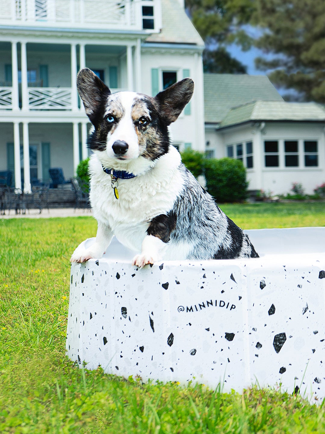 These Dog Pools Are as Stylish as Your Outdoor Furniture