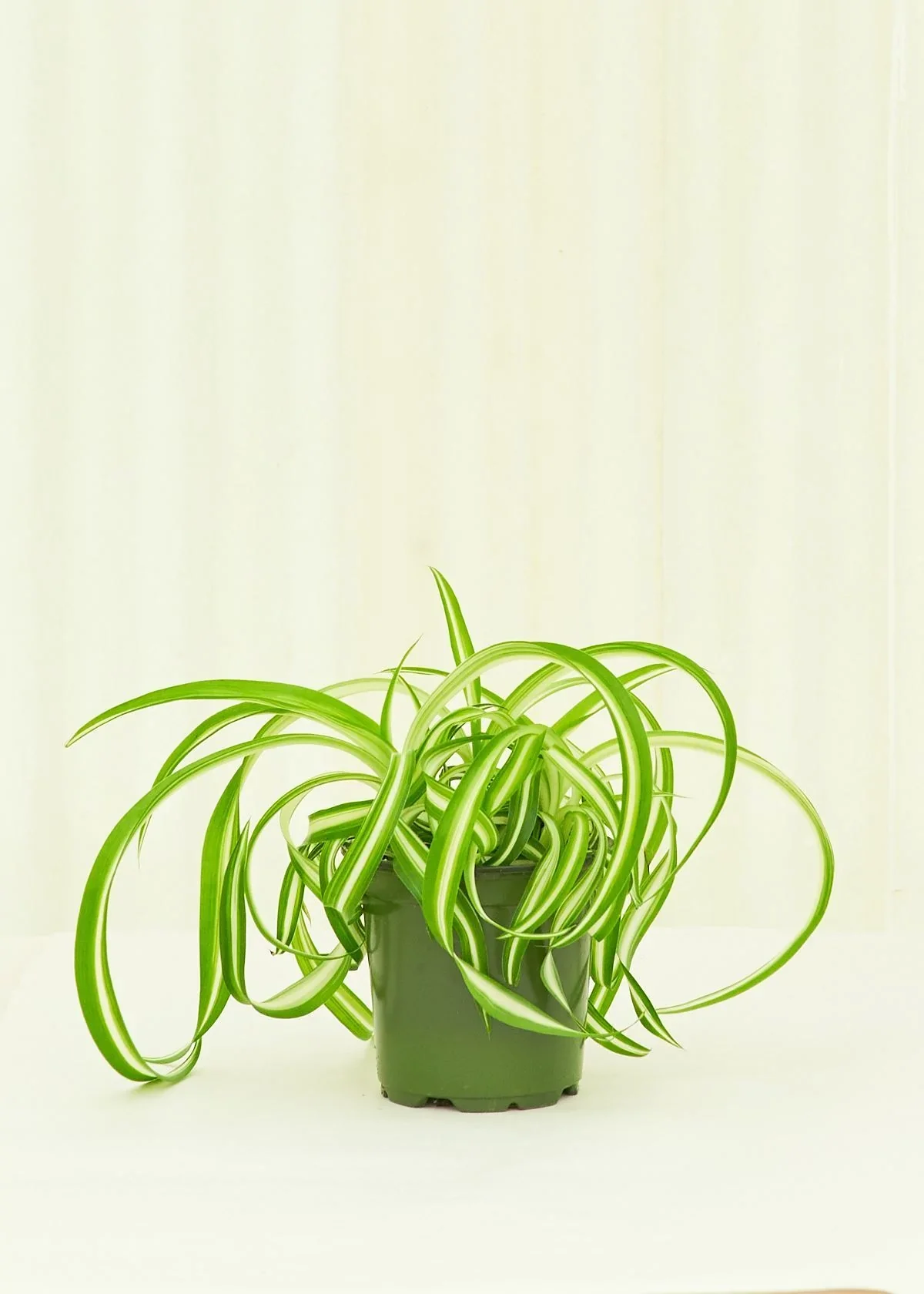 spider plant in grow pot