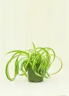 spider plant in grow pot