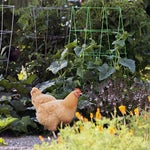 chicken in a yard