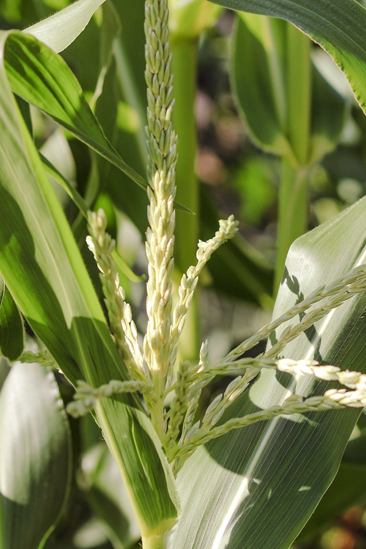 detail of corn