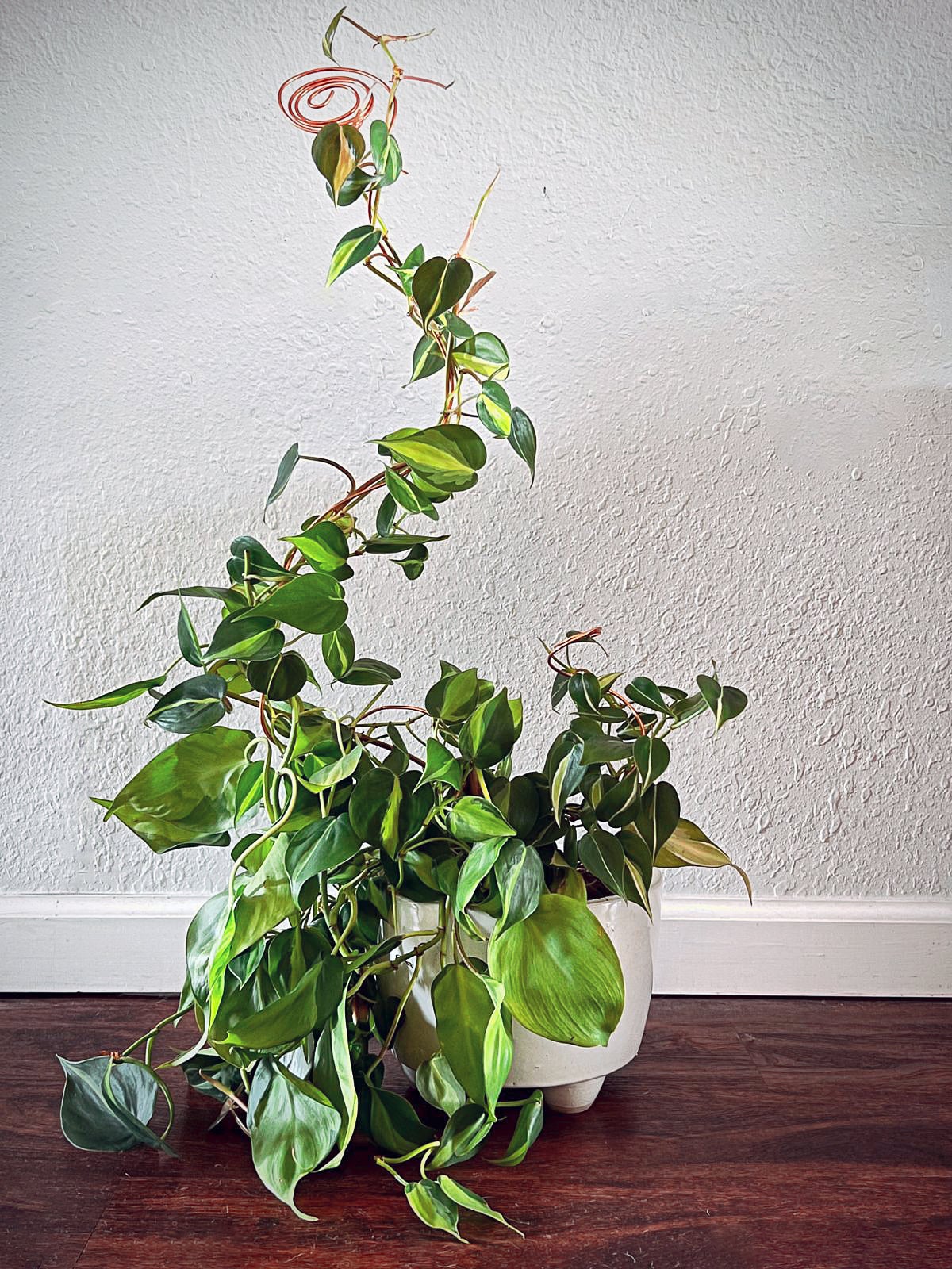 Give Your Unwieldy Trailing Plants Support With This Nearly Invisible Craft Store Supply