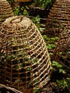 woven baskets protecting plants