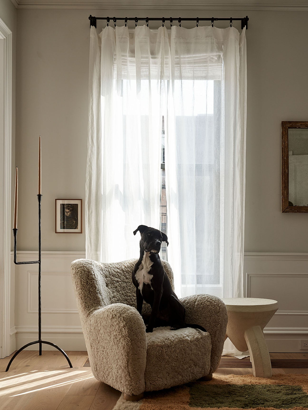 Dog on a boucle chair