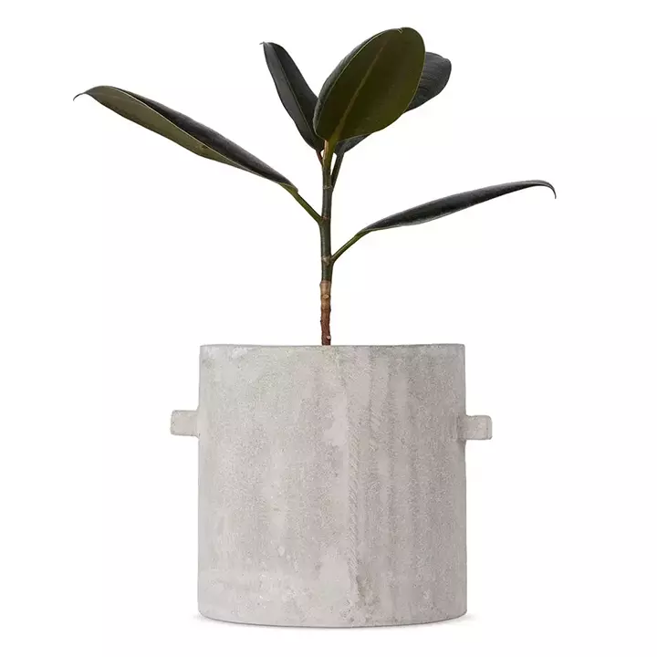 concrete planter with plant