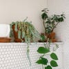 trailing succulent and plant on shower shelf