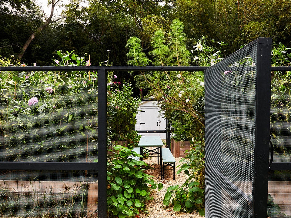 fenced-in garden with dahlias
