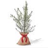 olive tree holiday gift
