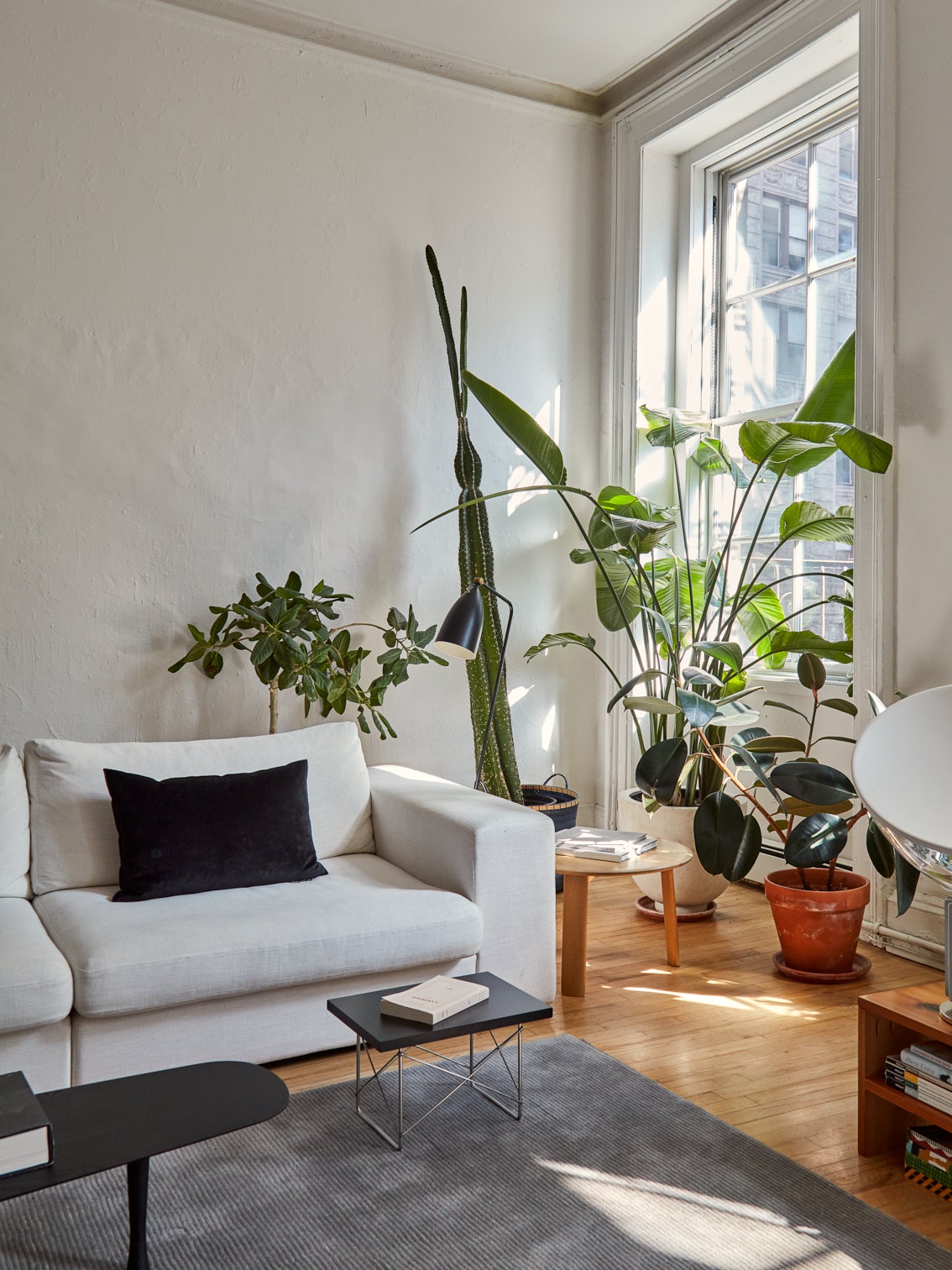 plant filled corner of living room