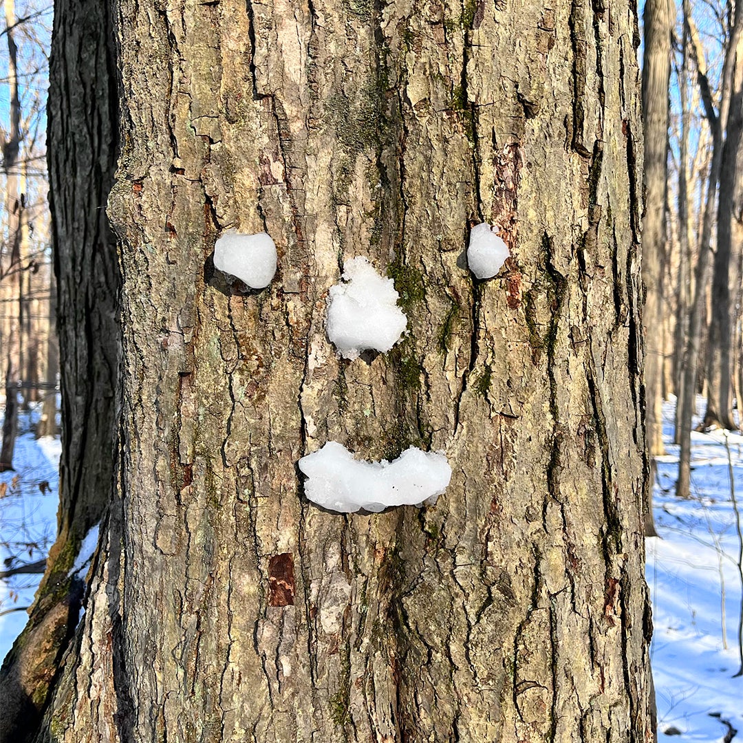 snow face on tree trunk