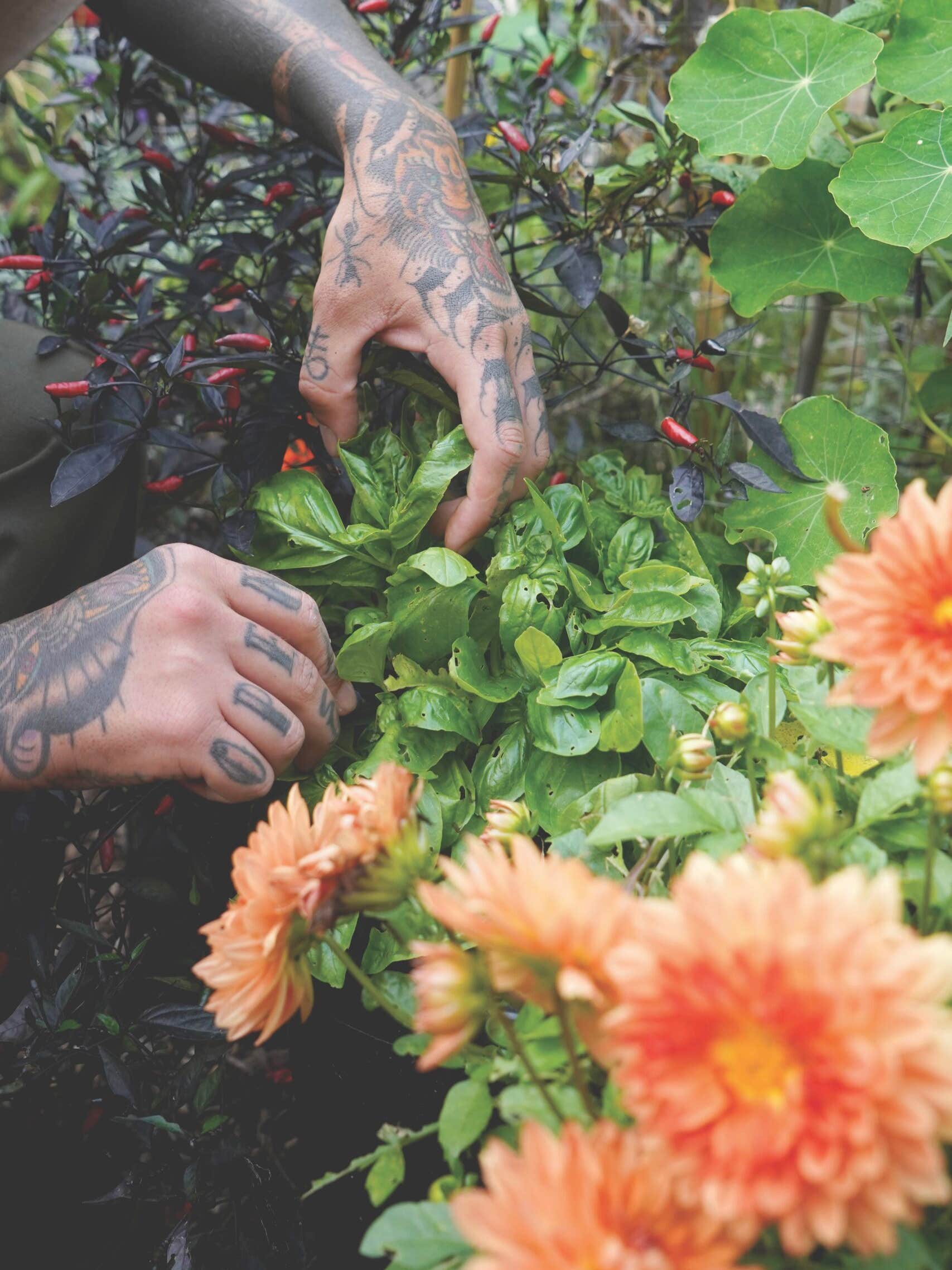 tattooed hands pruning flowers