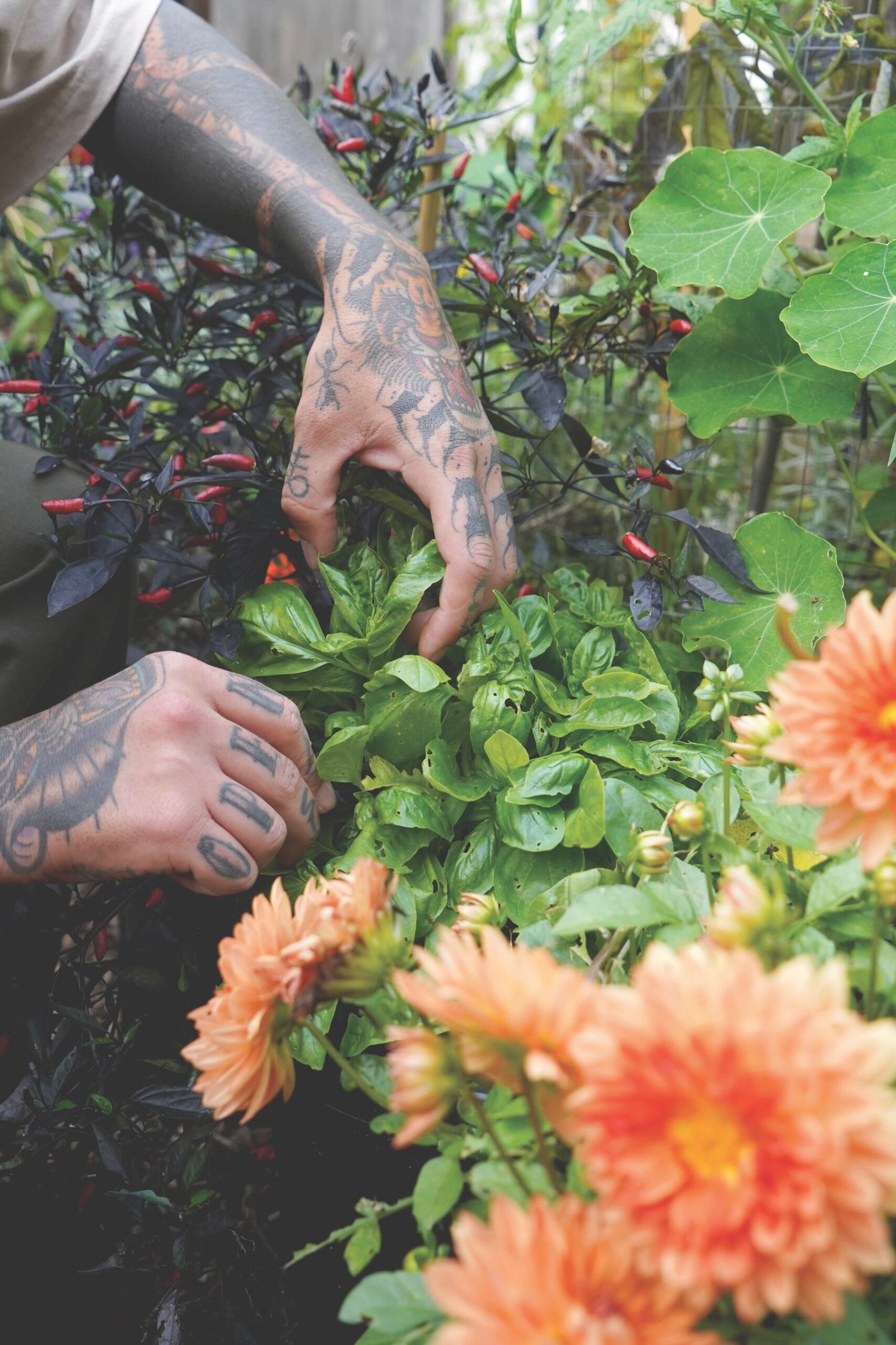 tattooed hands pruning flowers
