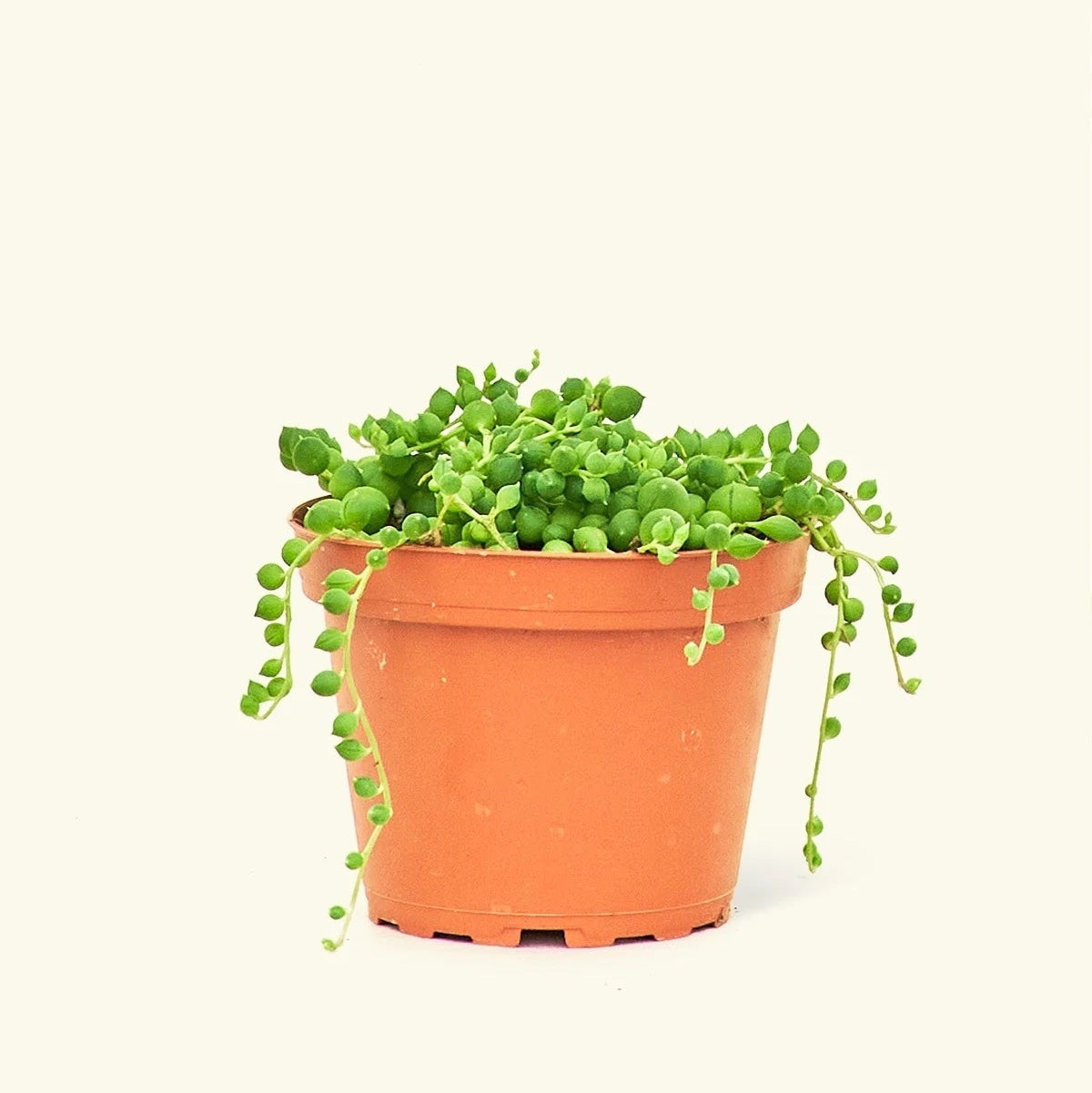 trailing string of pearls succulent in pot