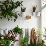 Flower shop with white walls and peg rail