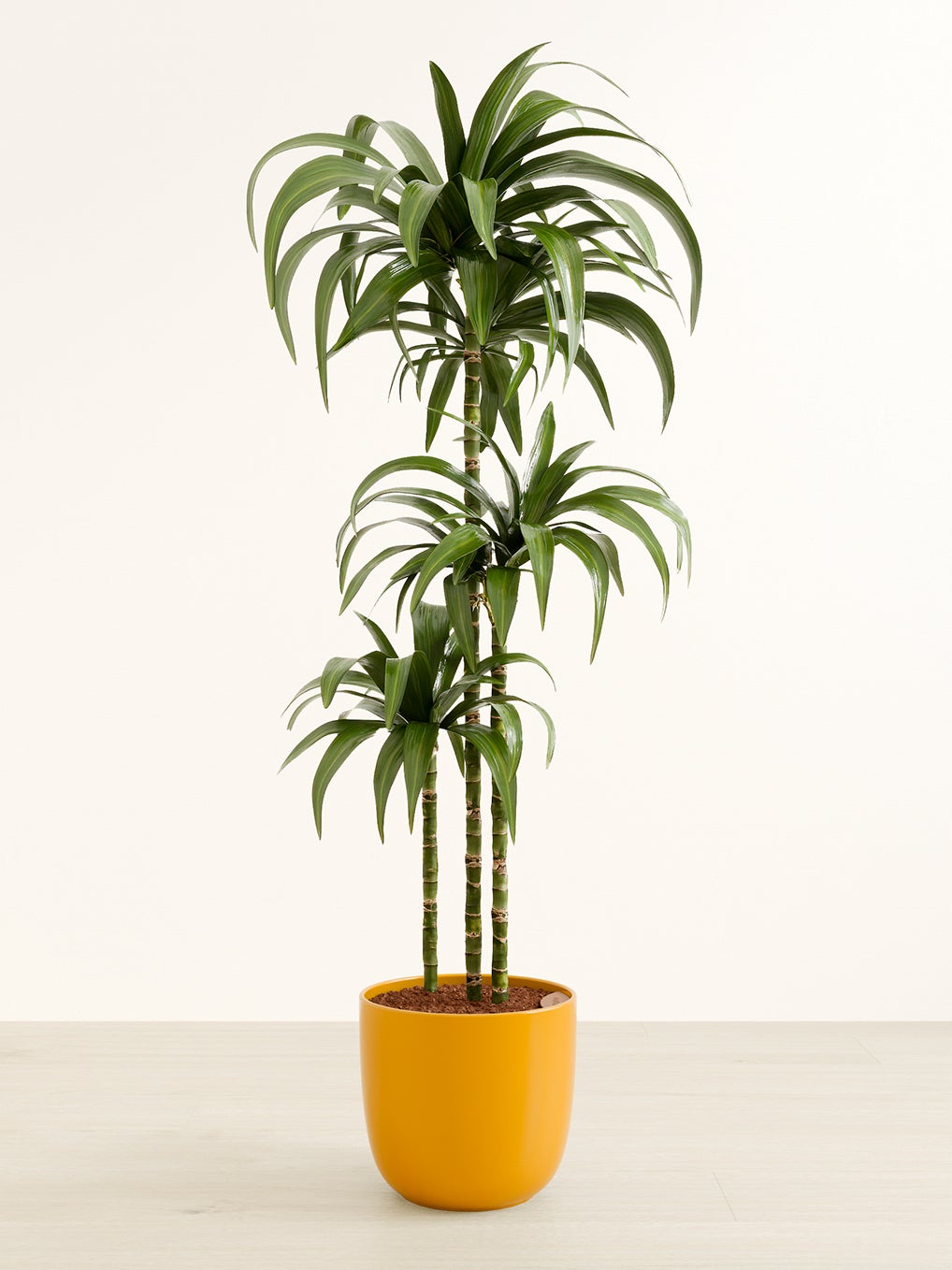 A dracaena janet craig plant in a yellow pot