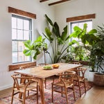 Dining room filled with houseplants