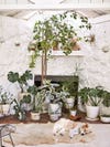 Plants lined up in front of a white fireplace