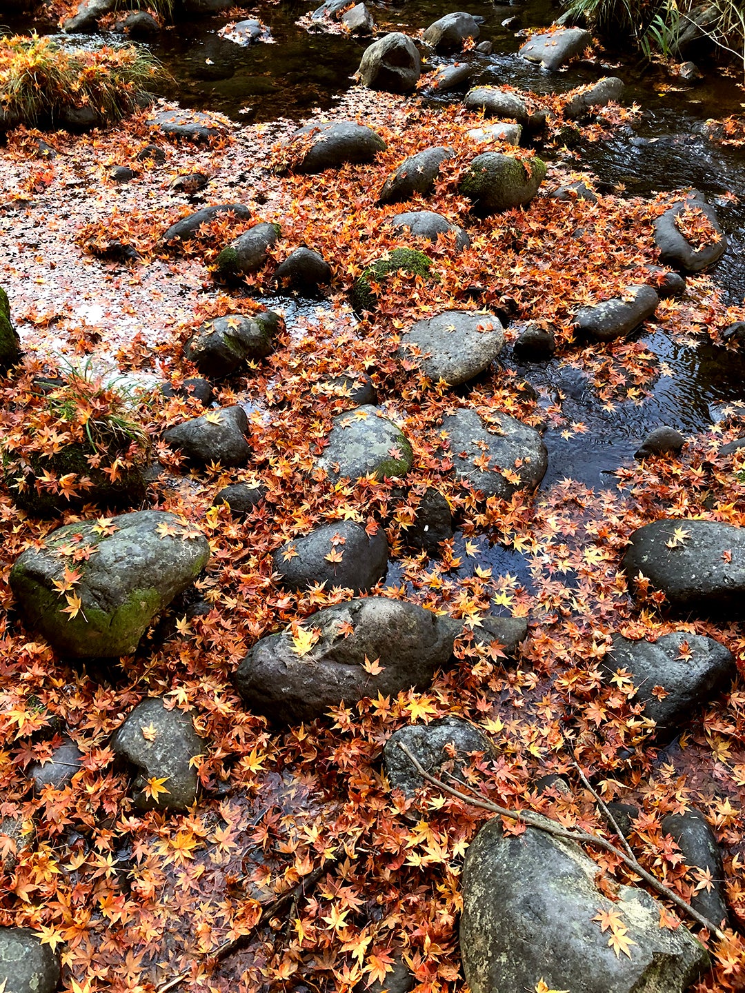 leaves on rocks
