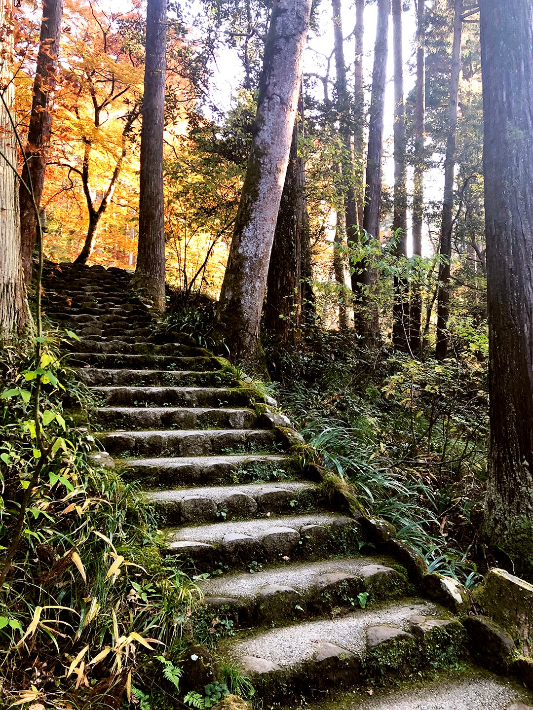 stone stairs in forest