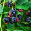sill blackberry bush
