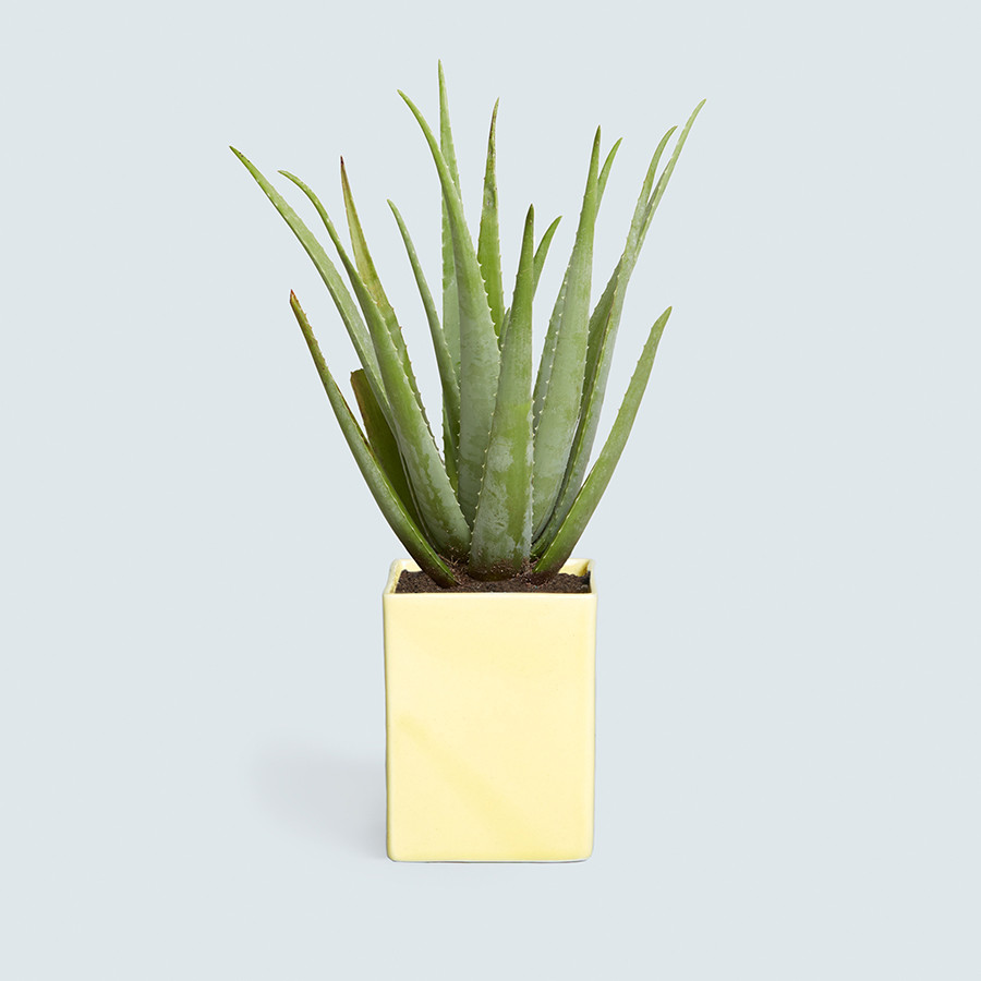 How To Care For Your Aloe Vera Plant | Domino