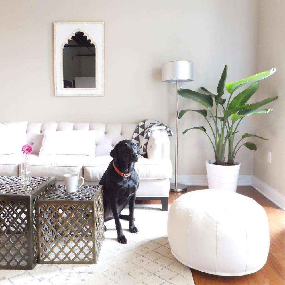 26 Pet-Friendly Rooms That We're OBSESSED With | Domino