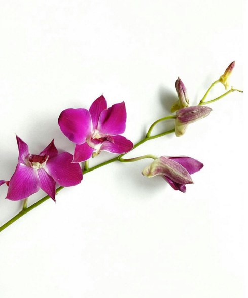 Pollen Free Flowers | Domino