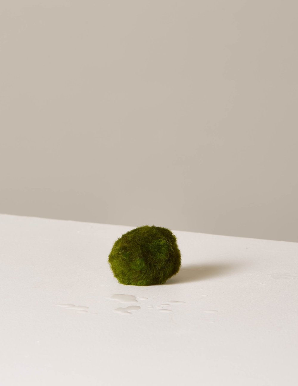 Marimo Plants 101: Your Complete Guide to Moss Balls