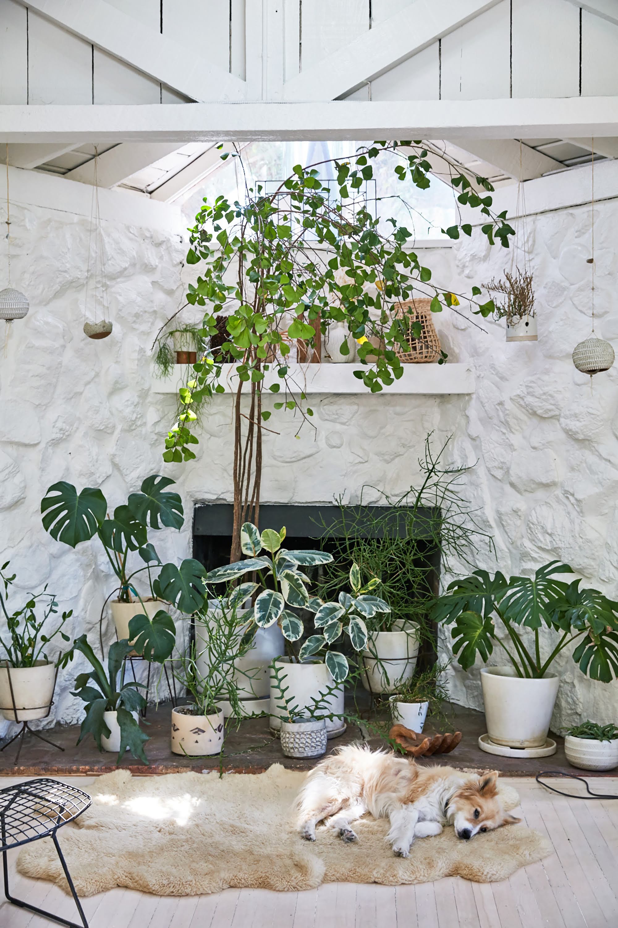 10 Best Indoor House Plants