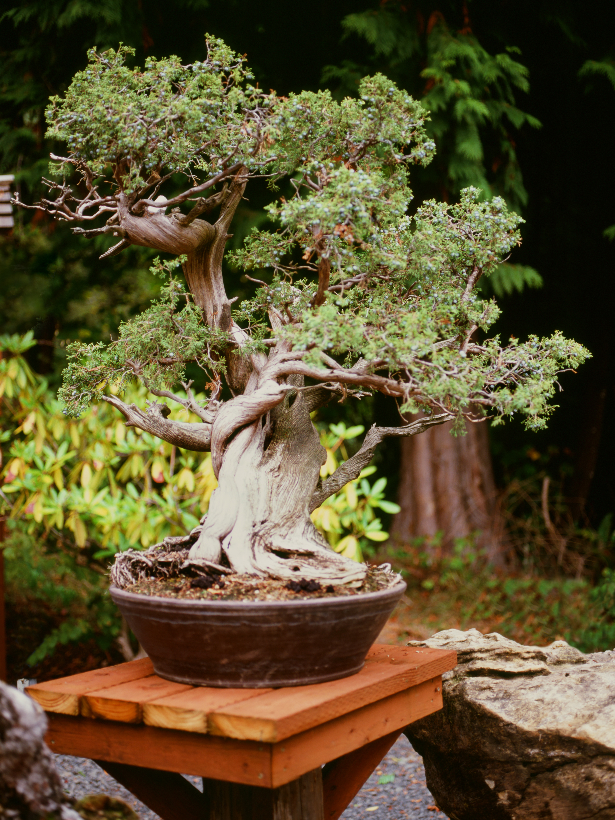 Bonsai Tree Care, Tips and How-To