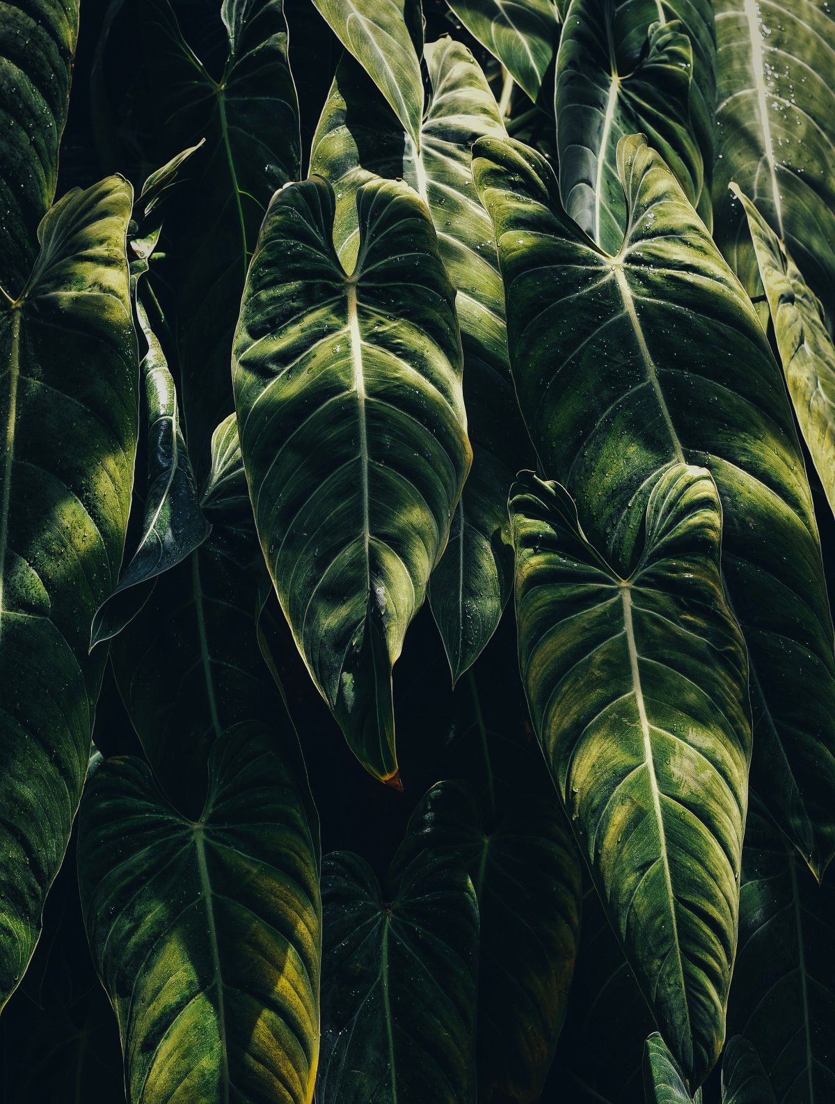 amiifolia zz plant Zamioculcas zamiifolia 'ZZ Plant'