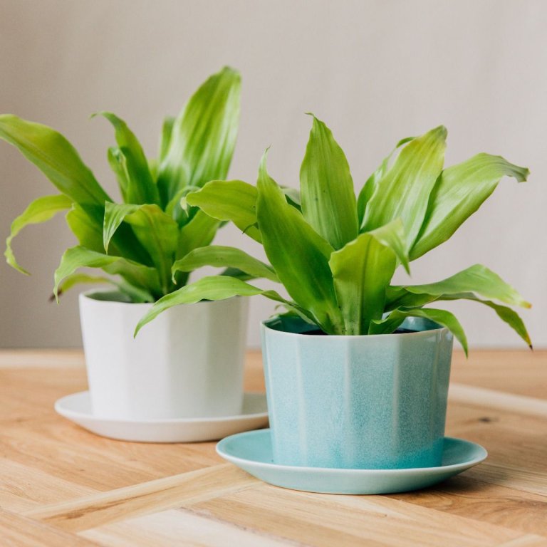  two planters with plants inside