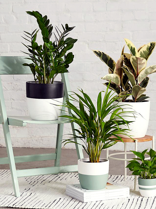 How to Care For Your ZZ Plant, According to the Experts