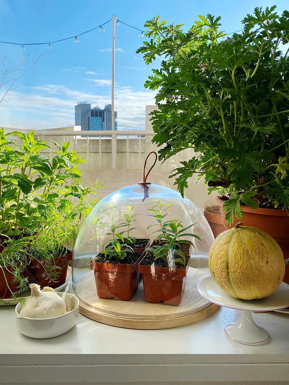 How to Grow Plants from Seeds to Start an Indoor Garden
