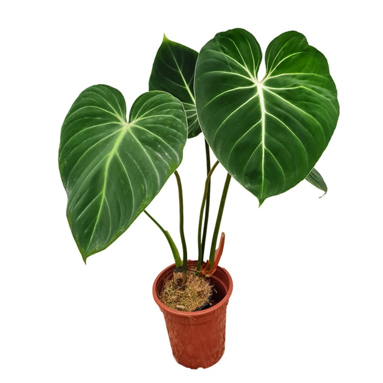  philodendron glorious