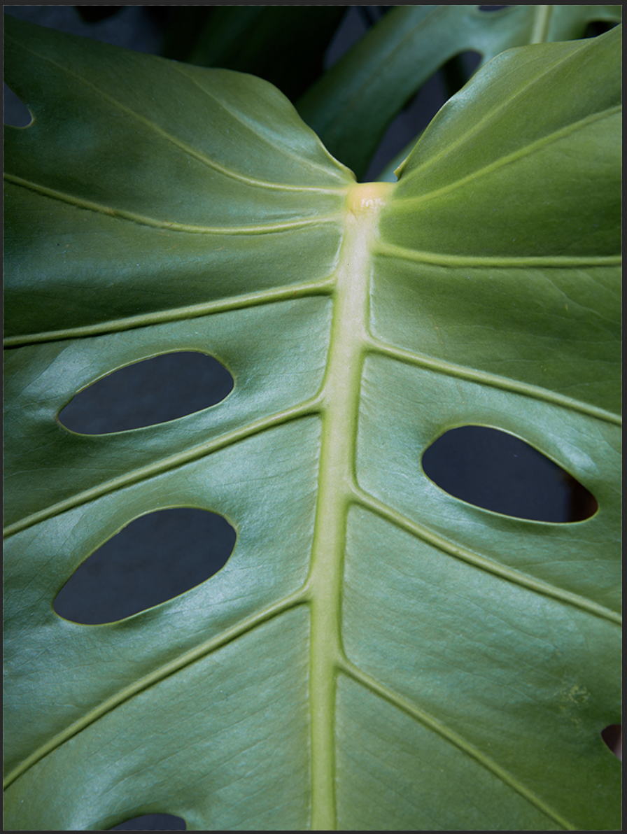 philodendron melonii variegata Philodendron Mamei Variegated