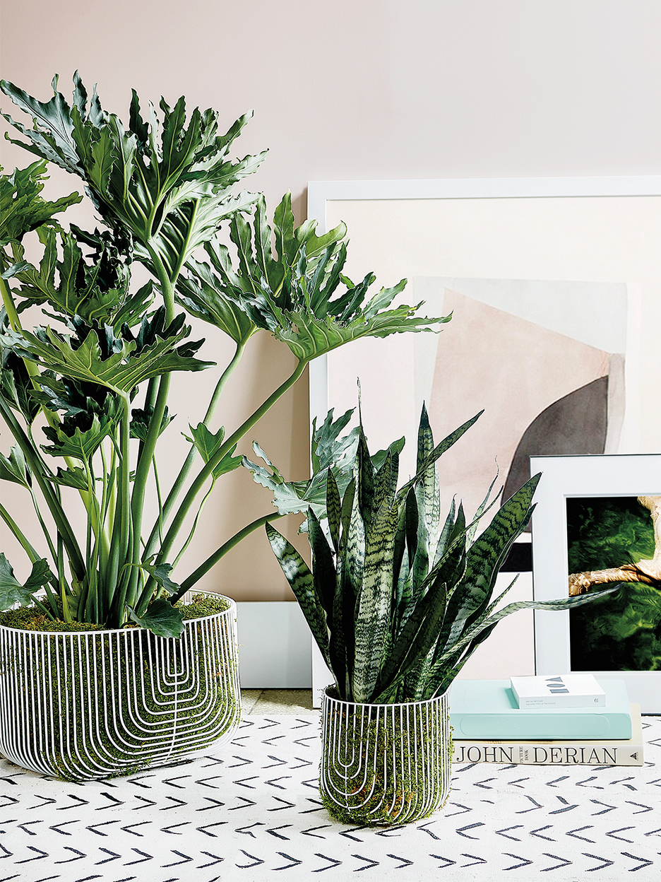 An Expert from Rooted Shares Tips for How to Care for the Philodendron Hope
