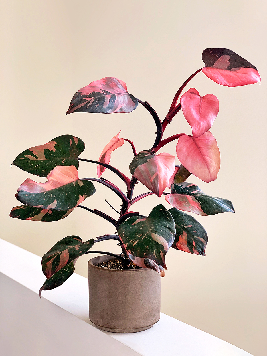 Every Plant Collector Covets the Pink Princess Philodendron