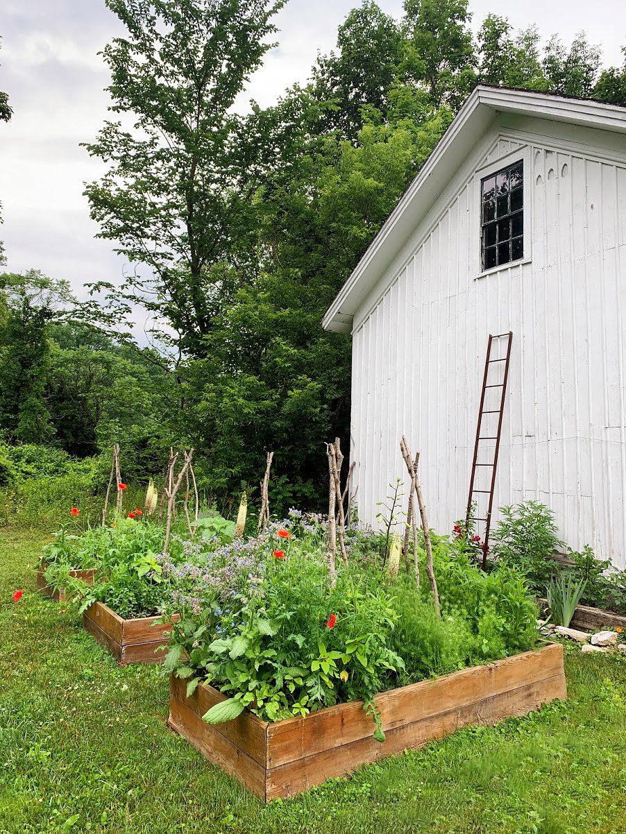 6 Things to Know About How to Grow Weed in Your Garden