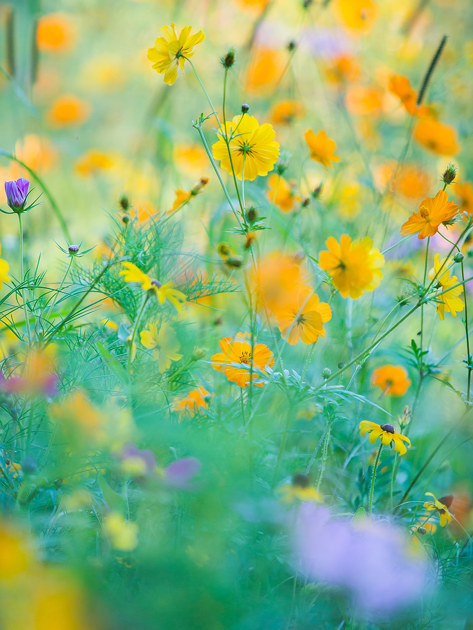 close up of meadow flowers