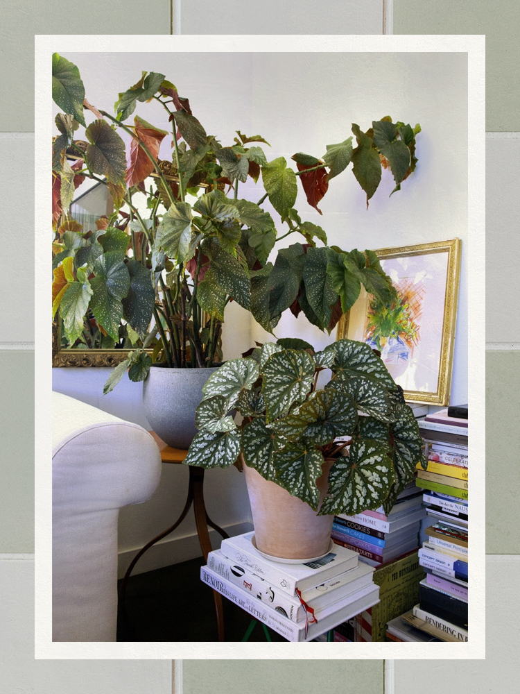 The 7 Best Low Light Indoor Plants in 2022